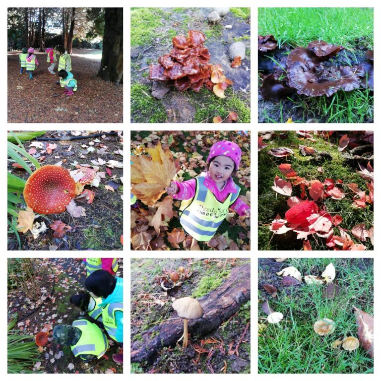 So thankful for the beautiful sunshine in this time of the year! Let’s catch the tail of Fall 2018 to hunt for some leaves and mushrooms in the park!