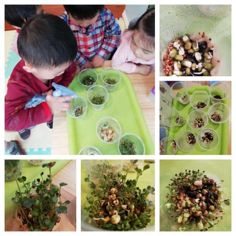 After a week of watering and caring for the little seeds, they finally started growing! Great work, kids!